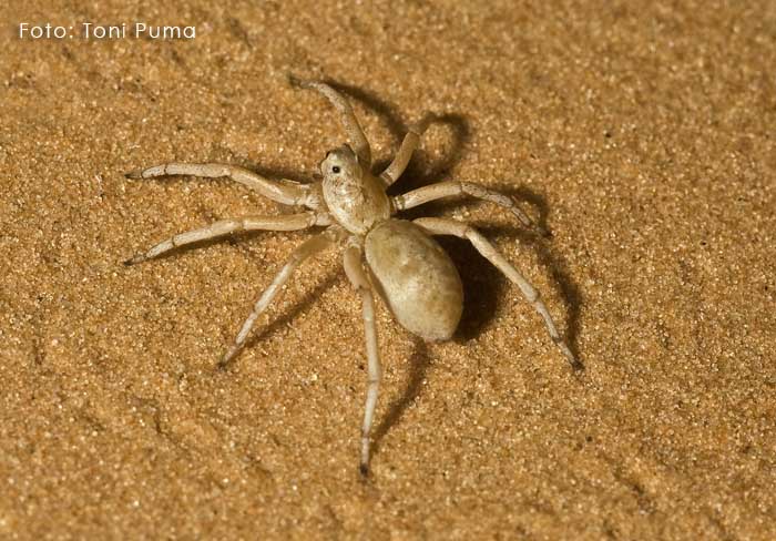 Lycosidae della Tunisia